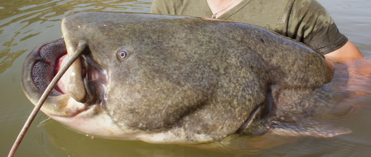 Сом Солдатова фото