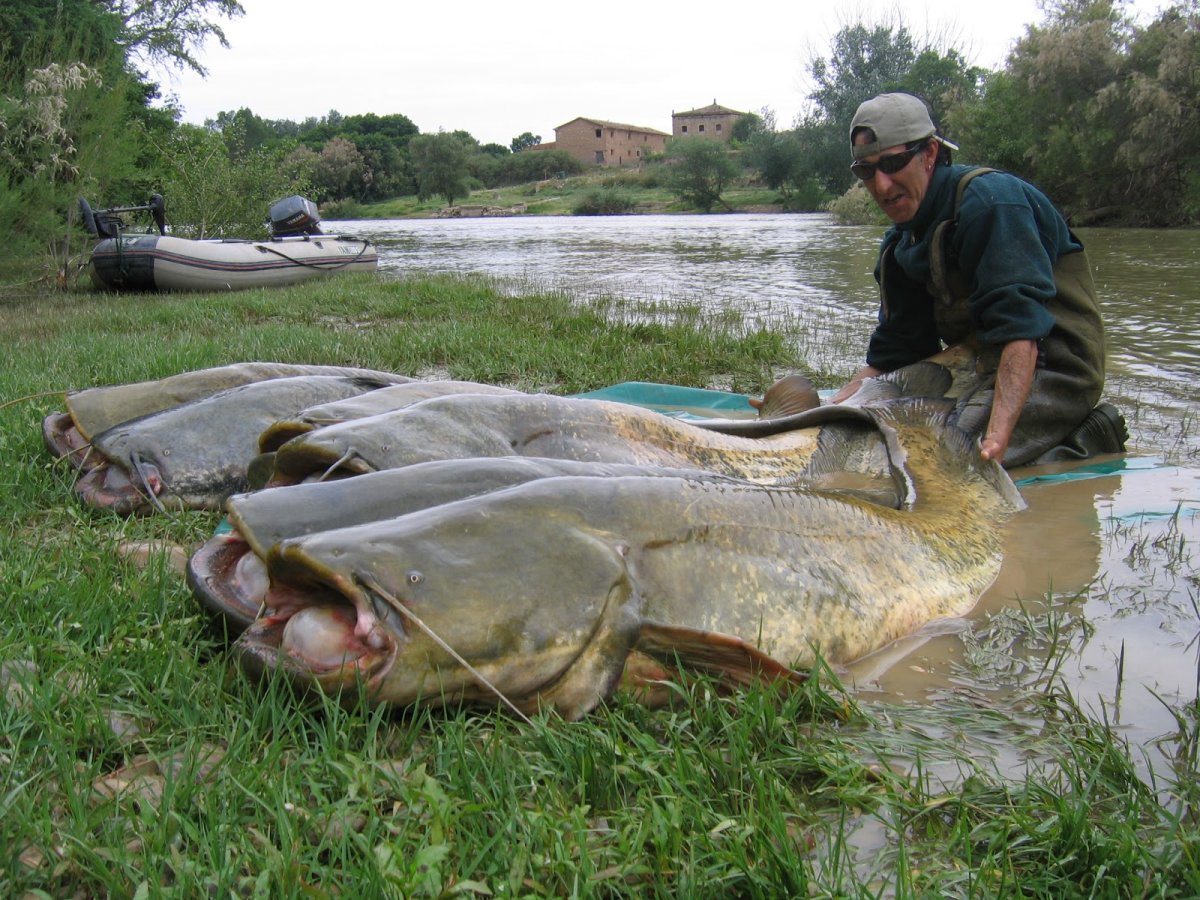 Азиатский сом рыба