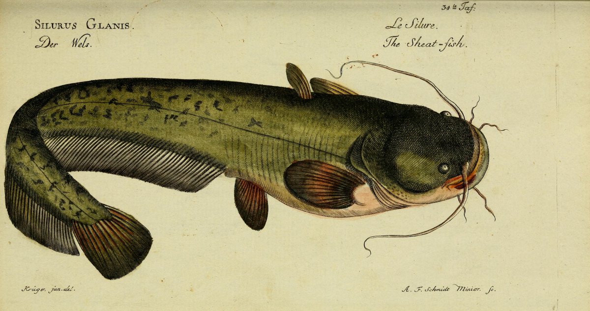 Обыкнове́нный сом Silurus GLANIS)