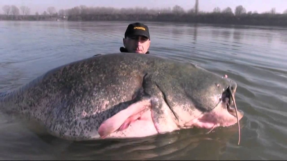 Европейский сом людоед