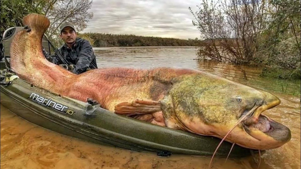 Сом обыкновенный Silurus GLANIS