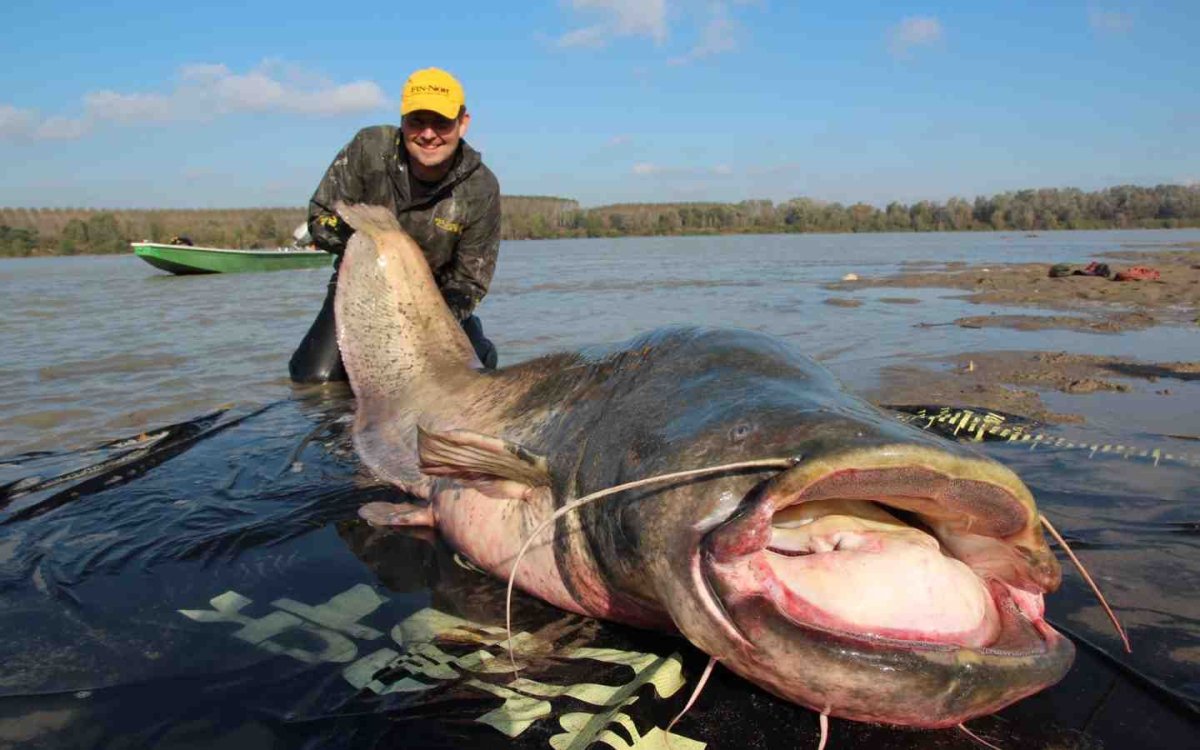 Wels Catfish