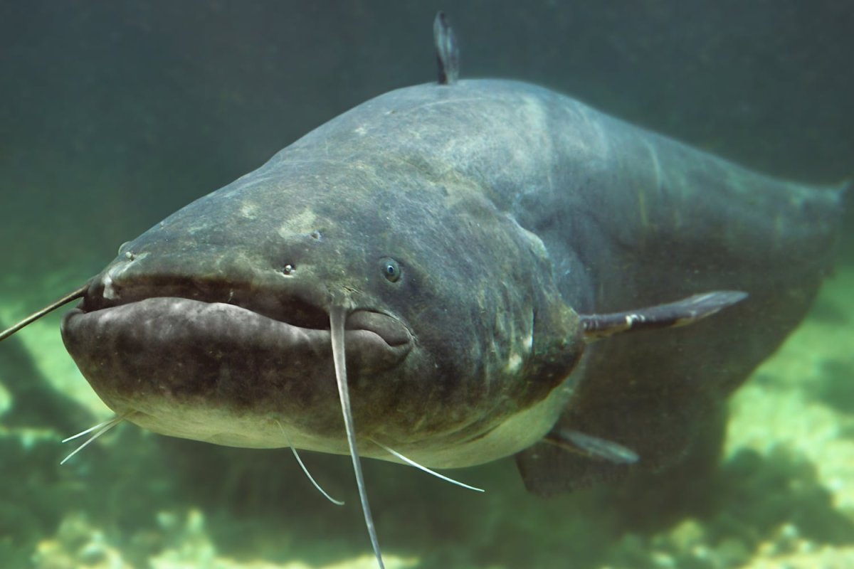 Гигантский сом Меконга