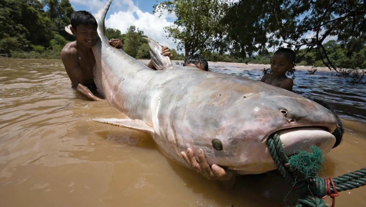 Самый большой сом