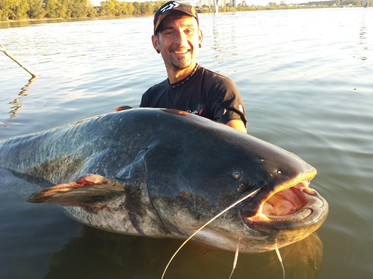 Европейский сом людоед