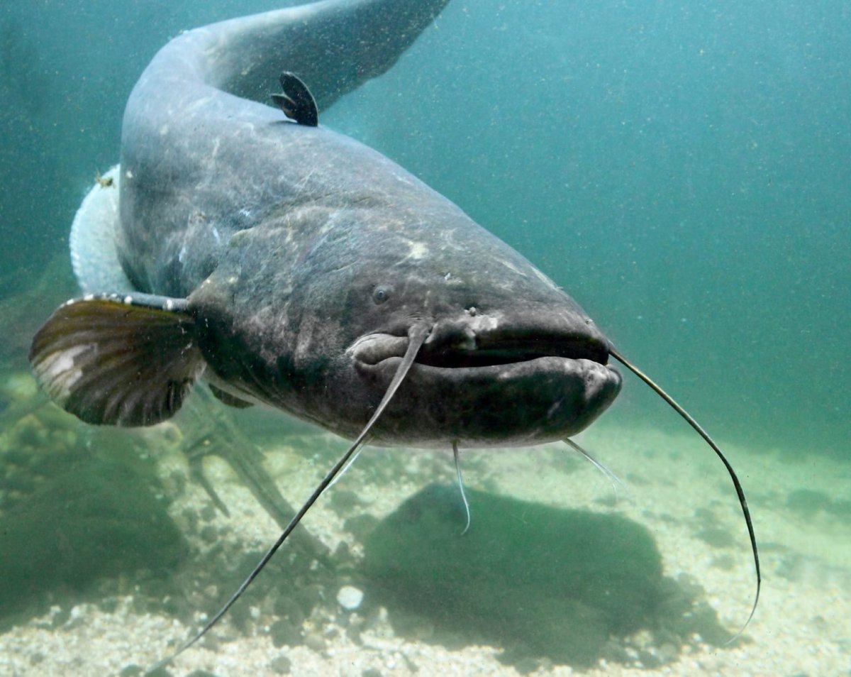 Самый большой сом в мире