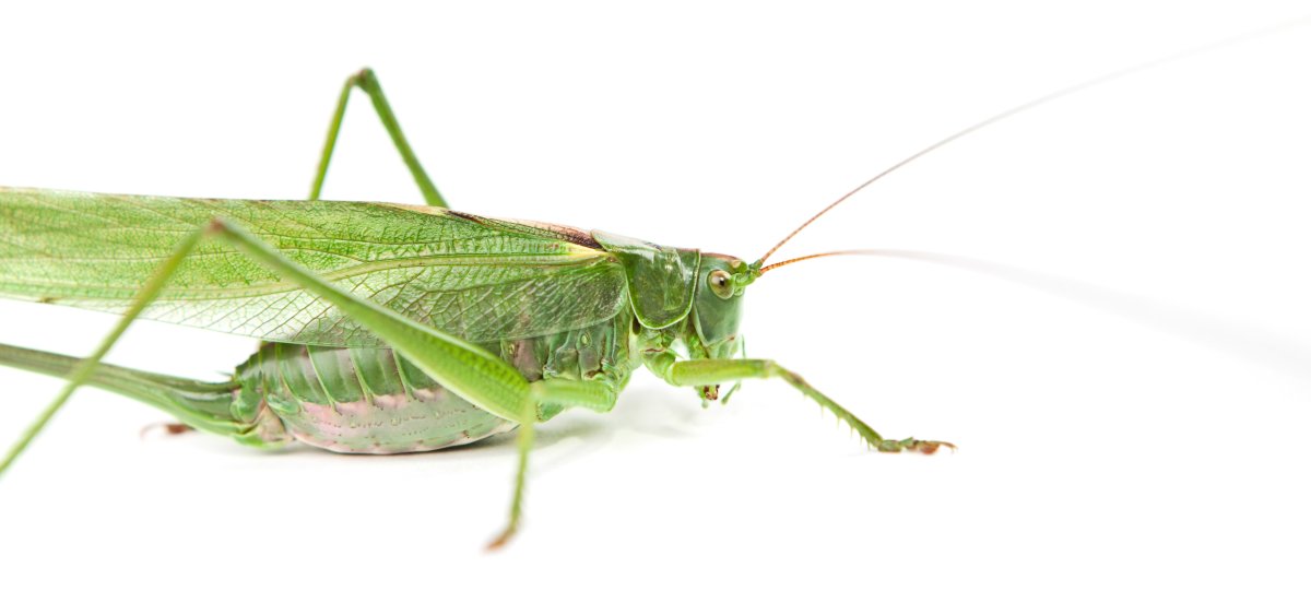 Суданский кузнечик