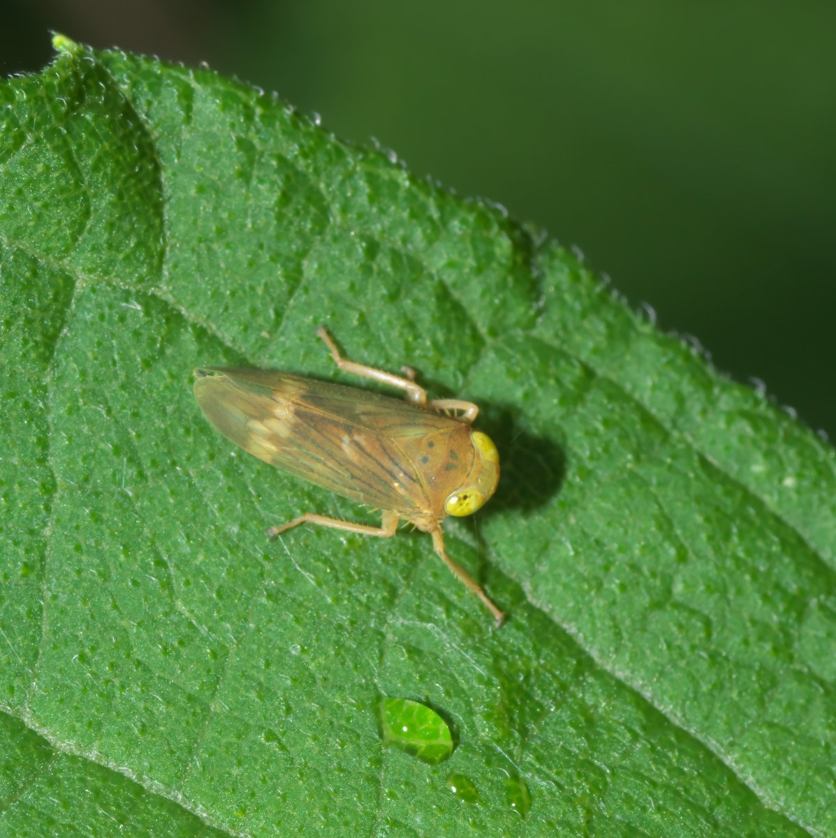 Маленькая зеленая букашка с усиками
