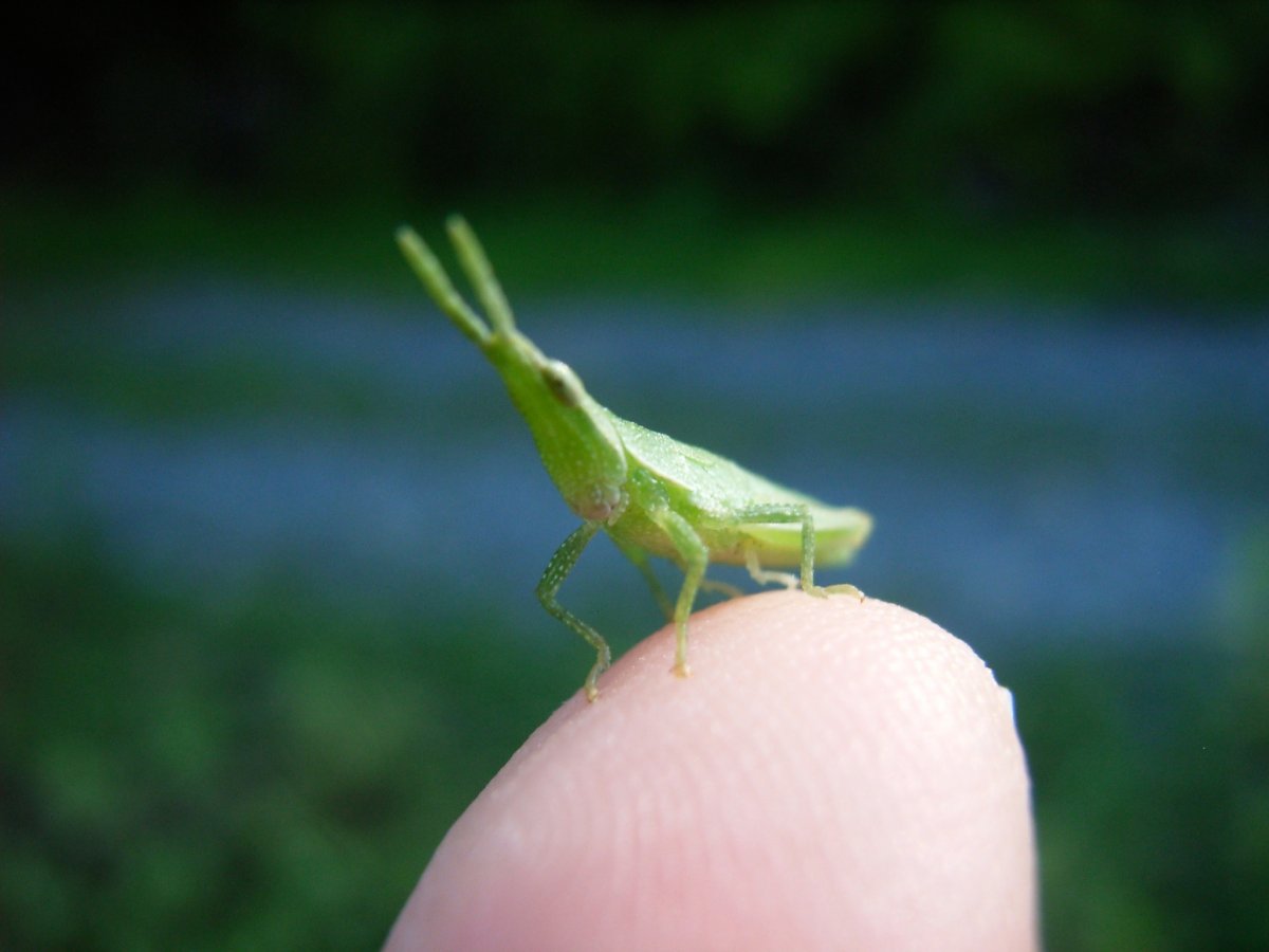 Маленькое зеленое насекомое