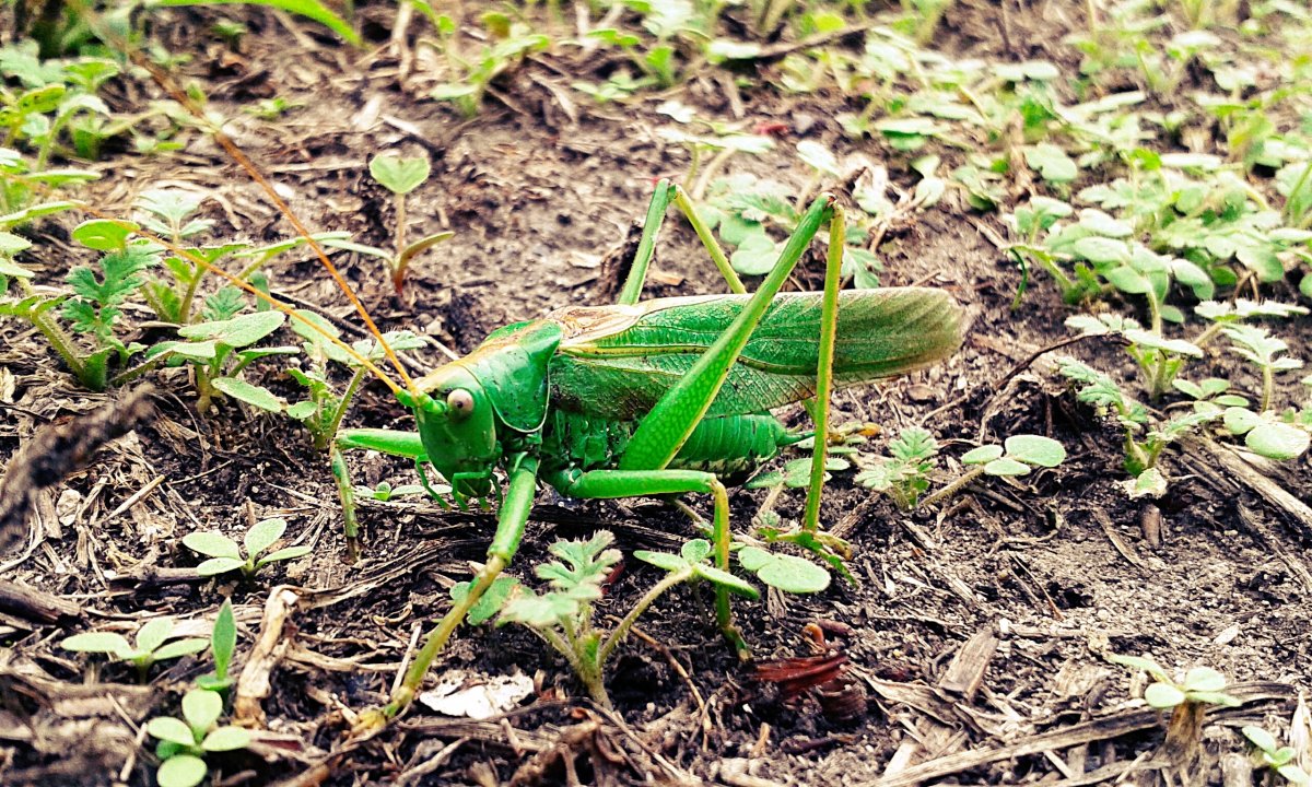 Зеленое насекомое