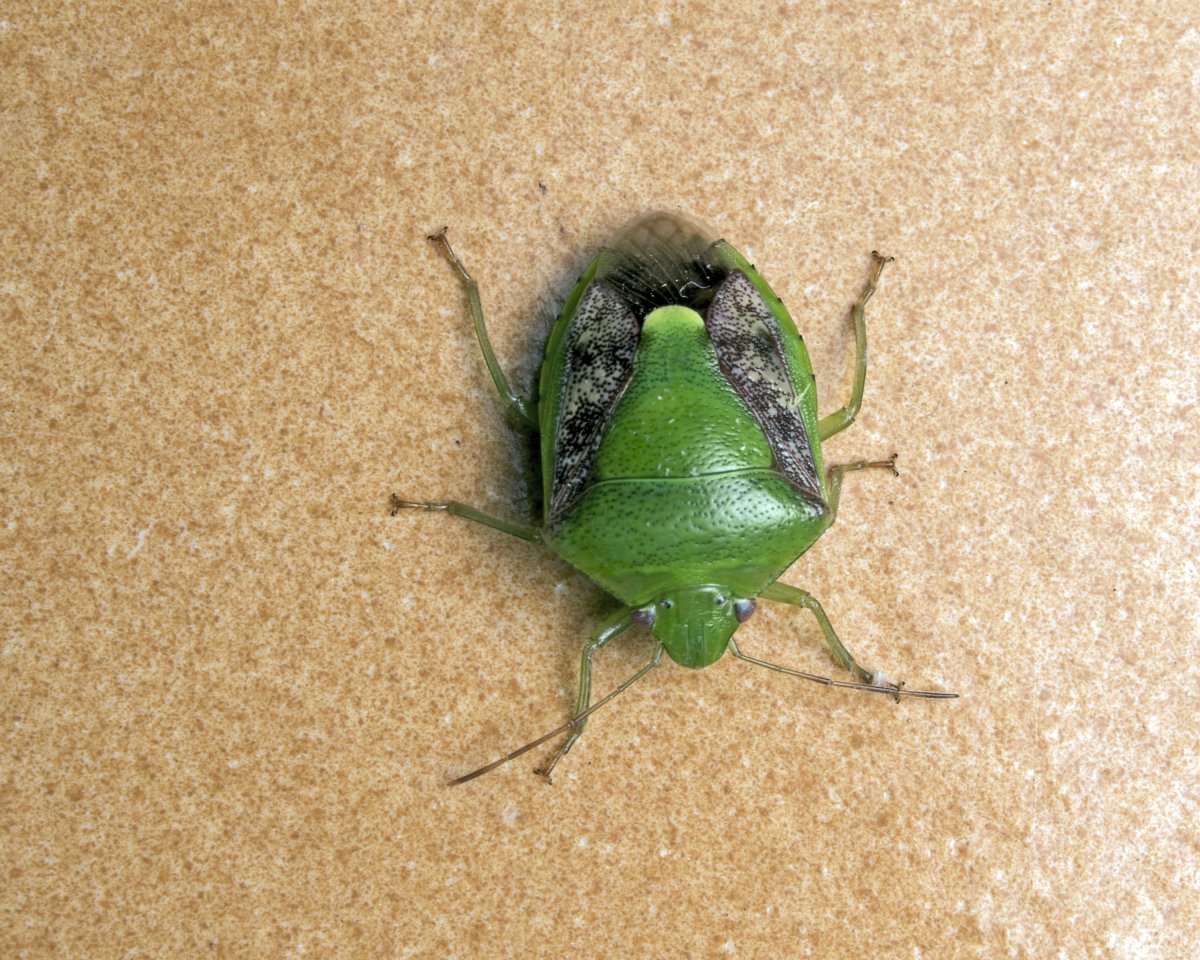 Богомол и кузнечик