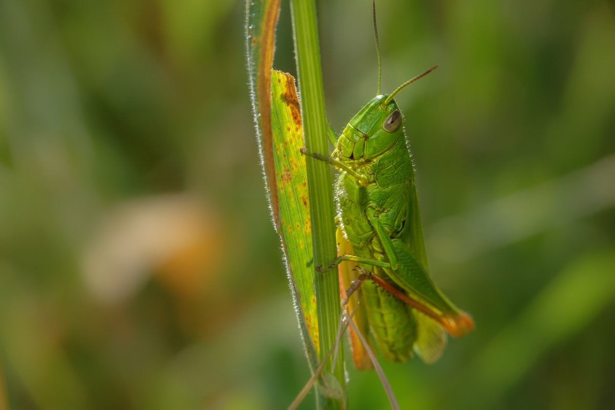 Крикет кузнечик