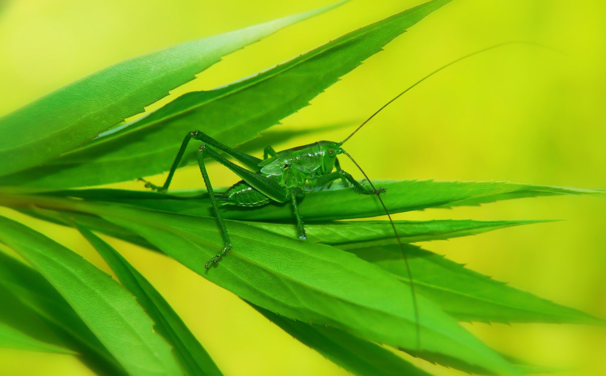 Кузнечик макроксифус