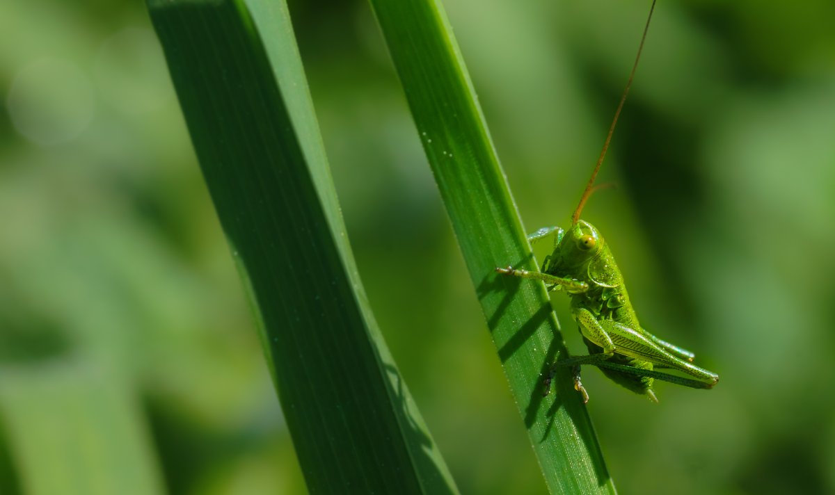 Насекомые в траве