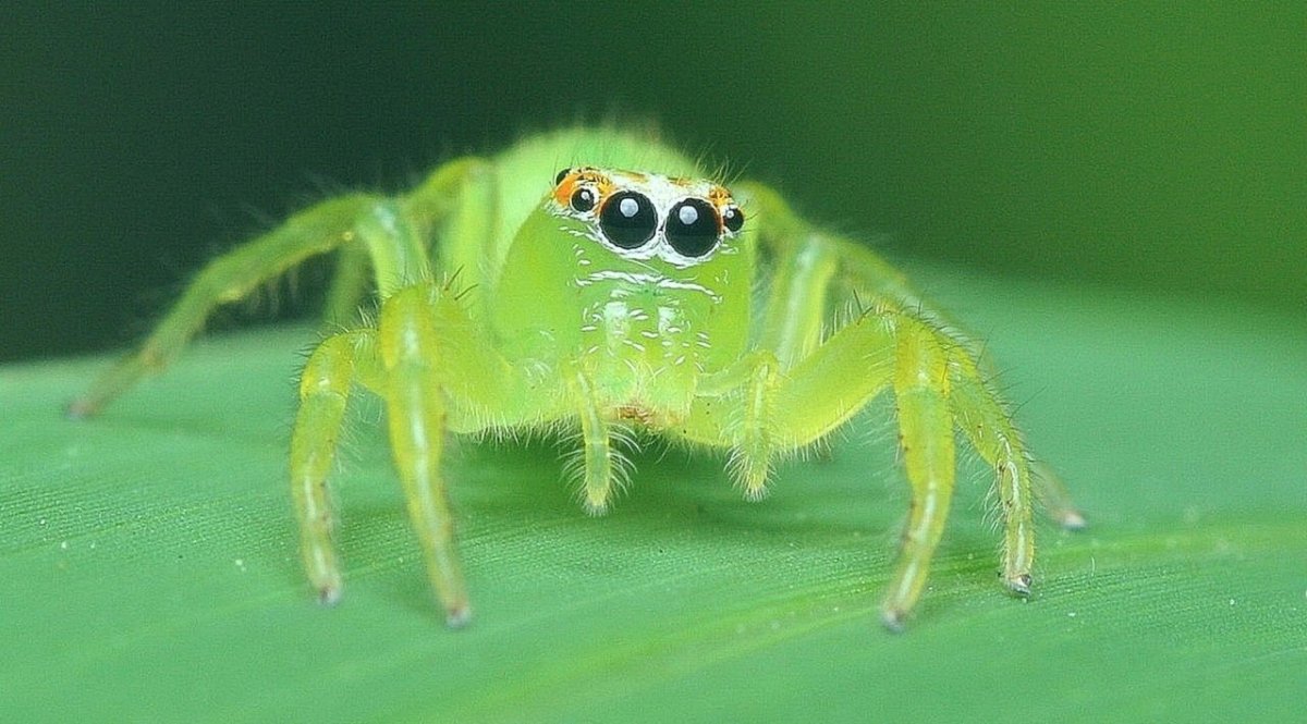 Маленькие прыгучие жучки