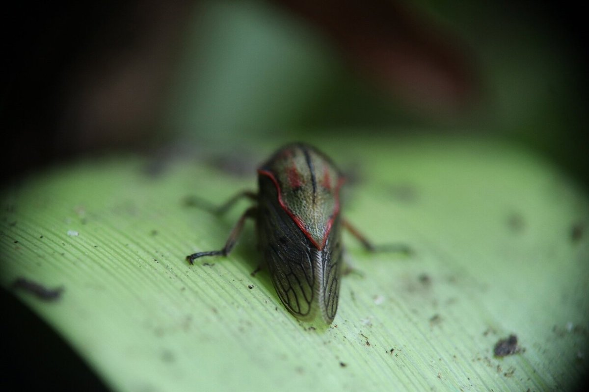 Мантис религиоза