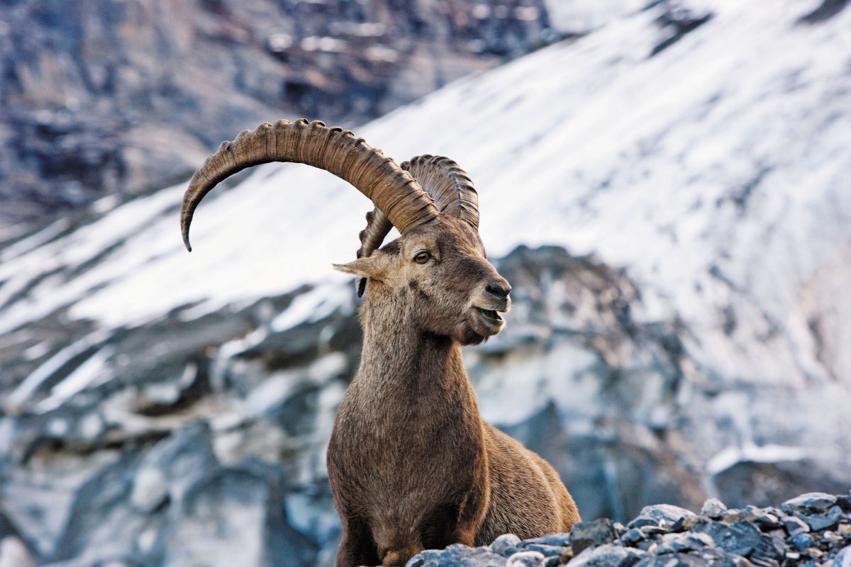 Швейцария Альпийские горные козлы