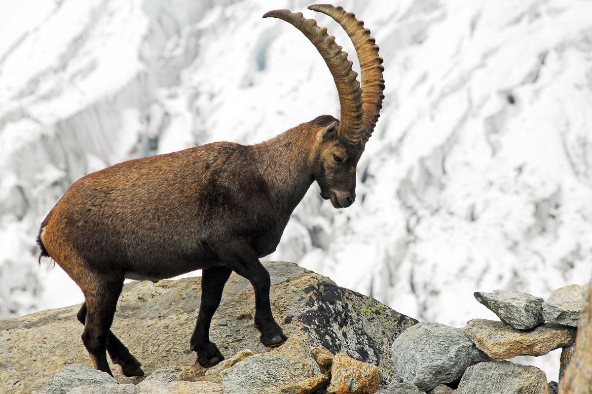 Горный козел ТЭК