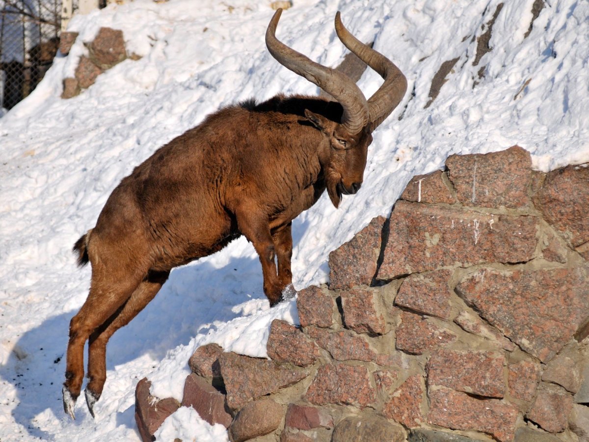 Западнокавказский тур кавказский заповедник