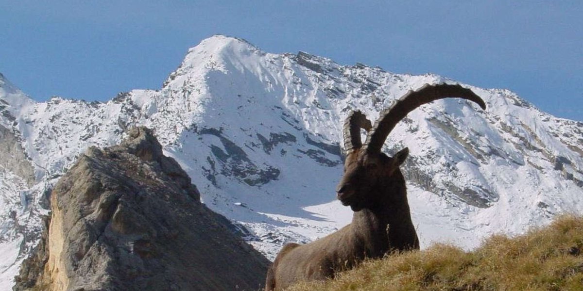 Долина Аоста горные козлы