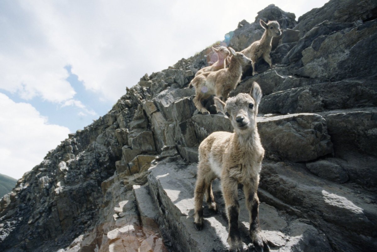 Домбай горный козел