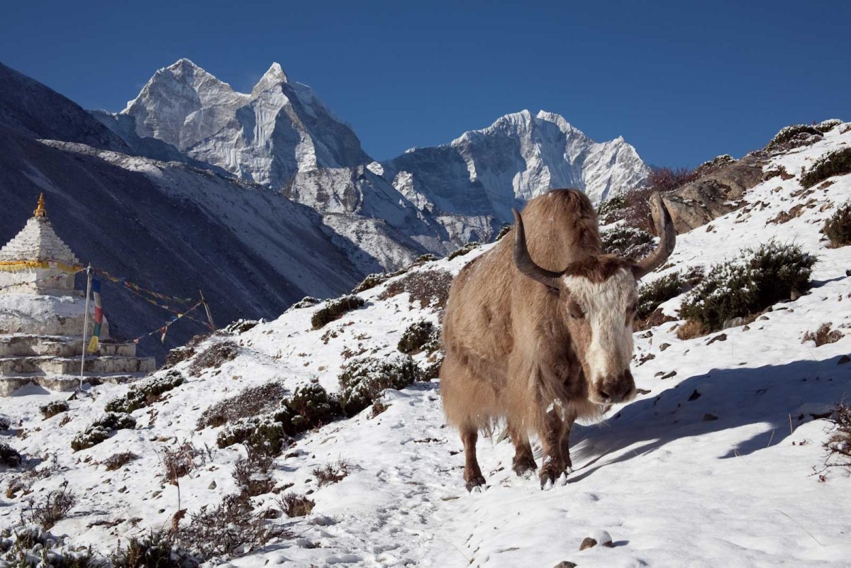 Каменный козел Тебердинский заповедник