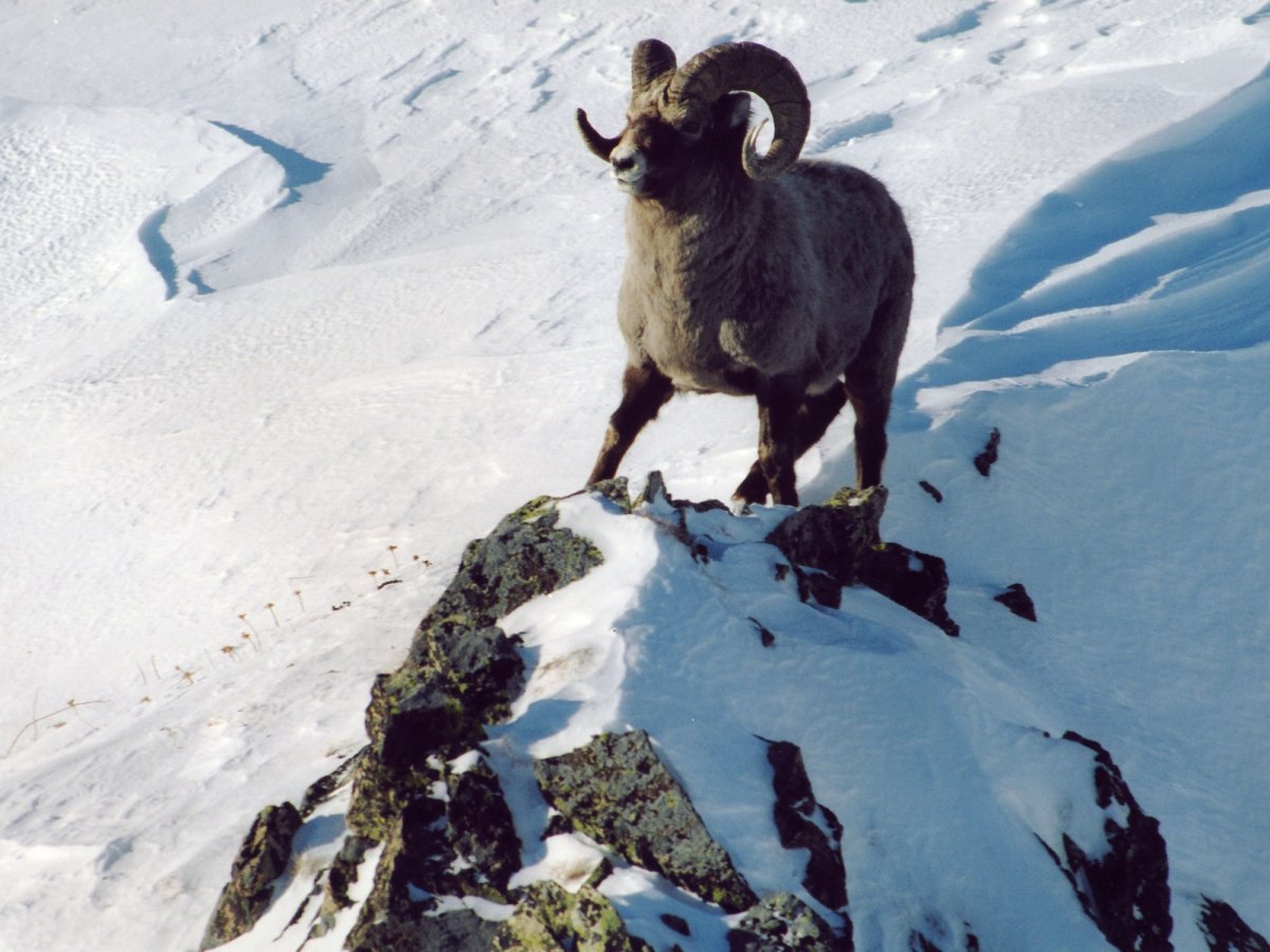 Дикий баран в горах Эльбрус