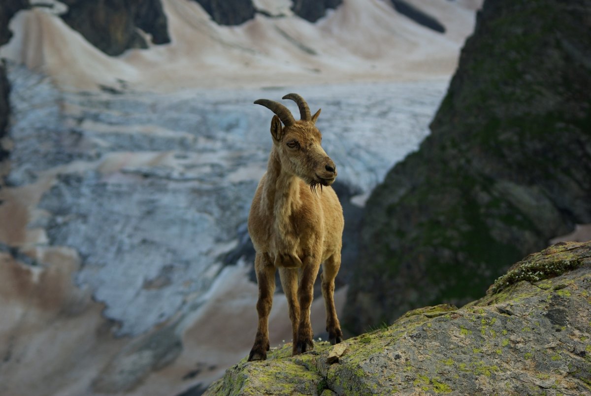 Кавказский тур красивый
