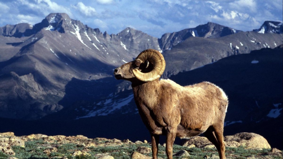 Горный баран Алтая