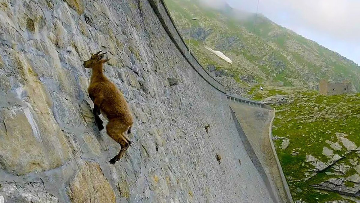 Дилижан скульптура горного козла