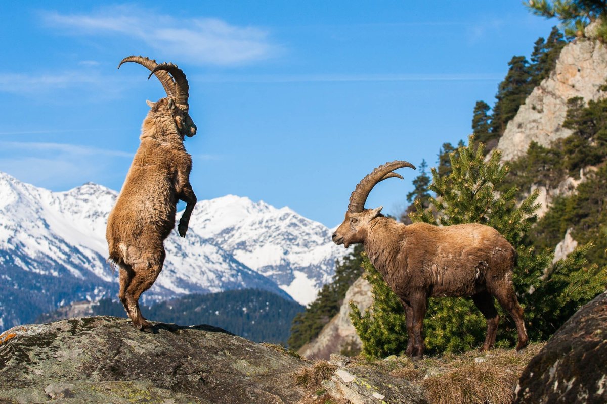 Пиренейский горный козел