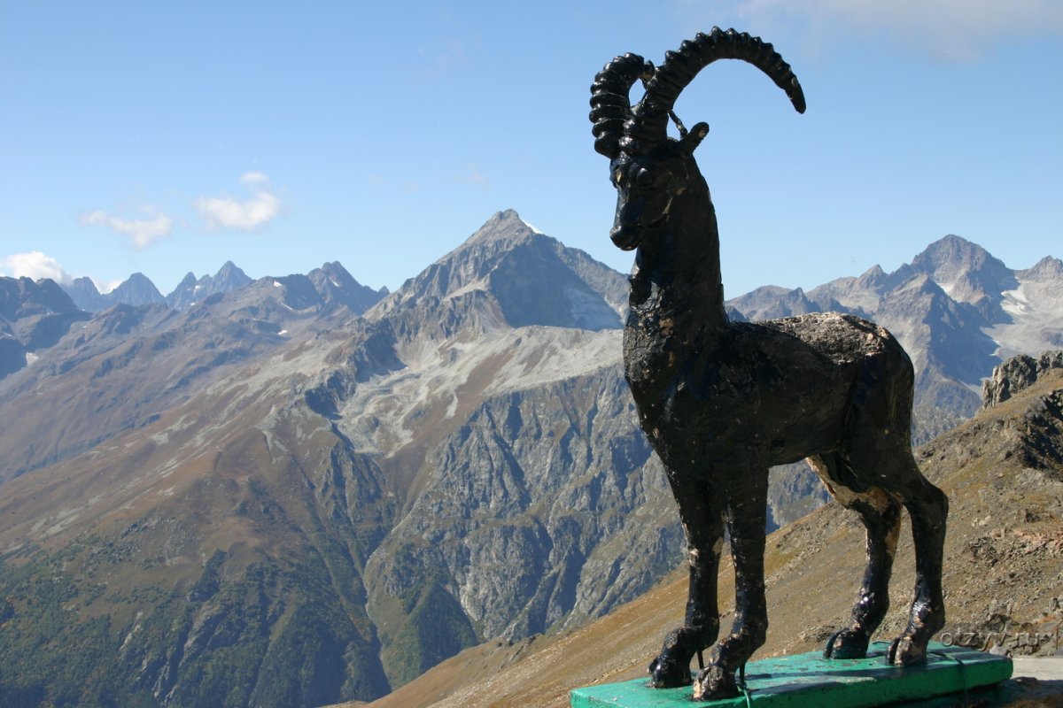 Альпийский горный козел Ибекс