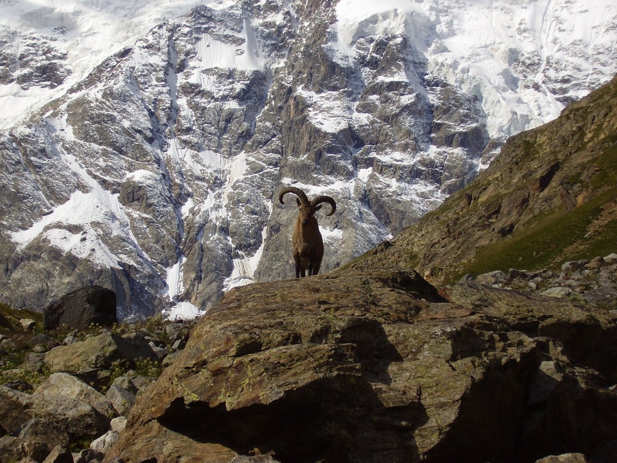 Национальный парк Приэльбрусье животные