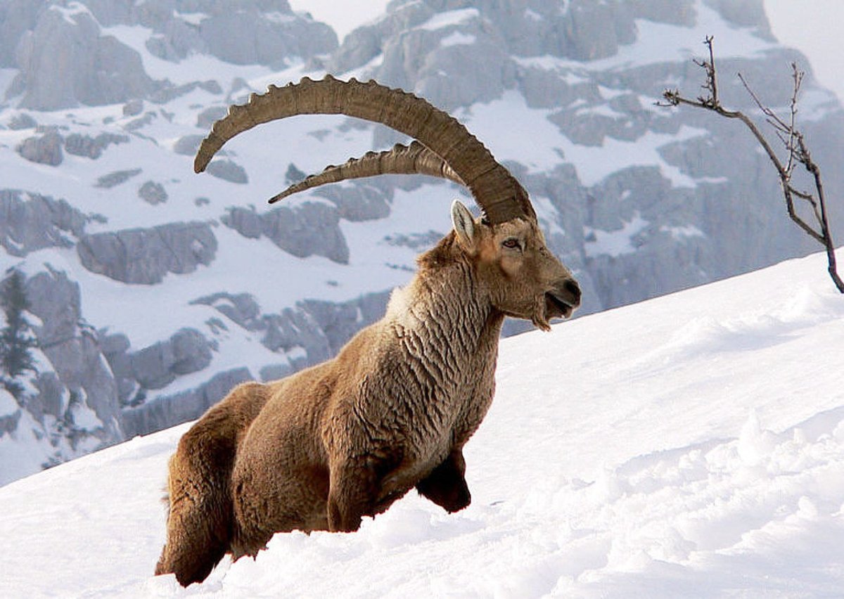 "Сибирский горный козёл (Козерог)"