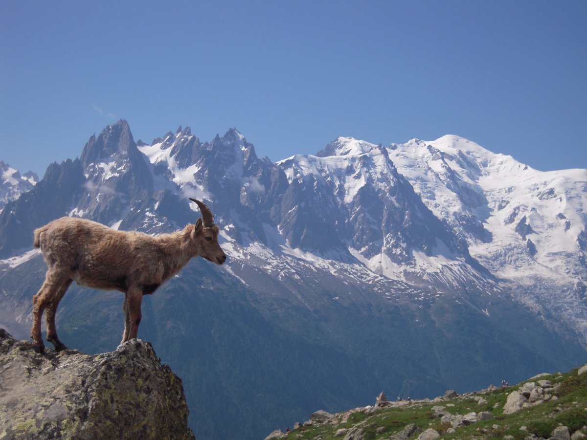 Памятник козел Эльбрус