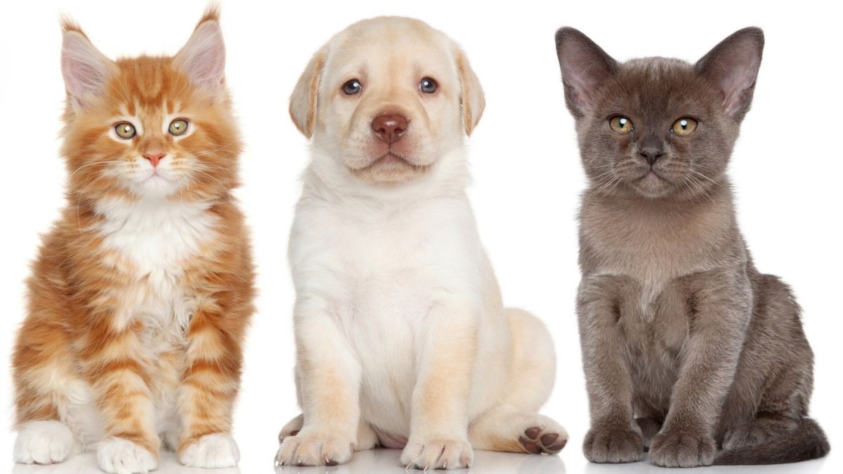 Кошки и собаки