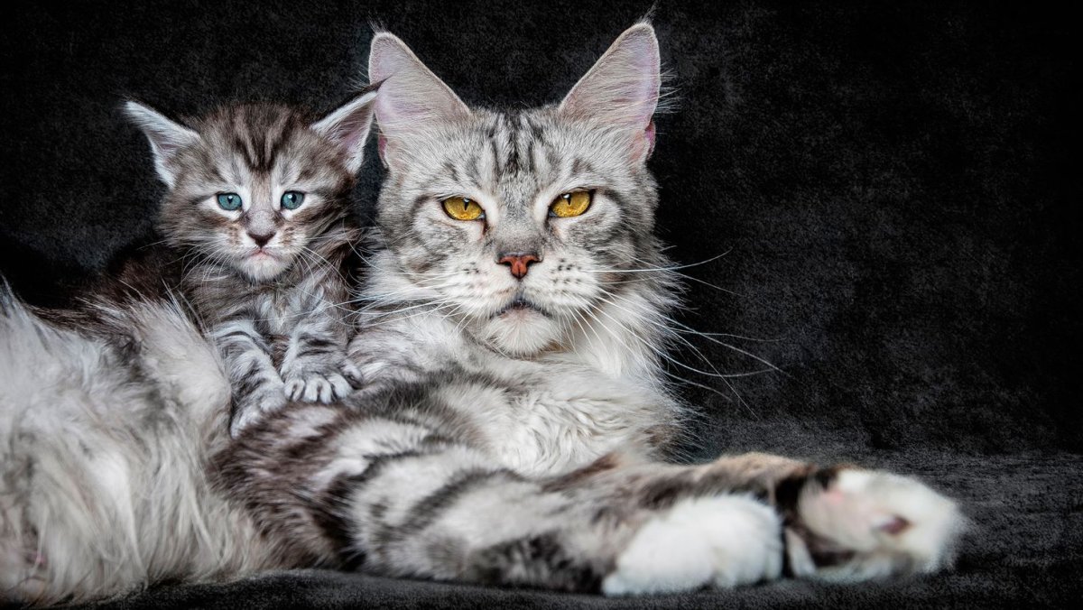 Кошка Мейн кун с котятами