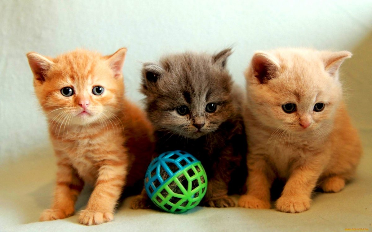 Кошки маленькие