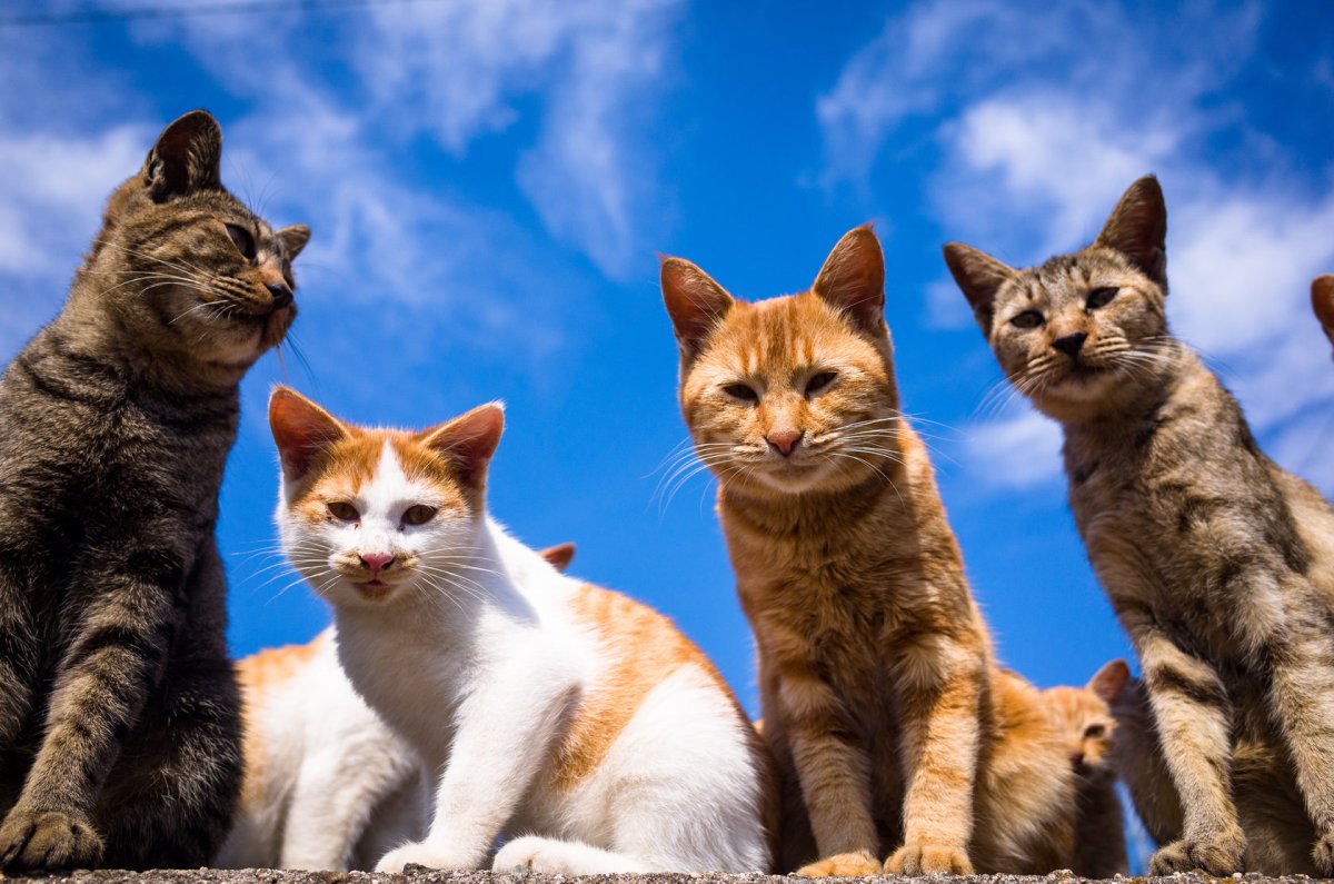 Много котов