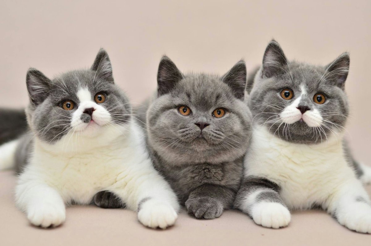 Кошка Рэгдолл голубоглазый