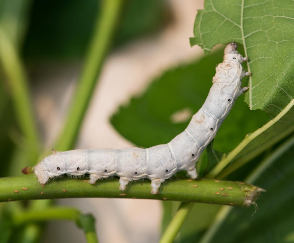 Шелковичный червяк