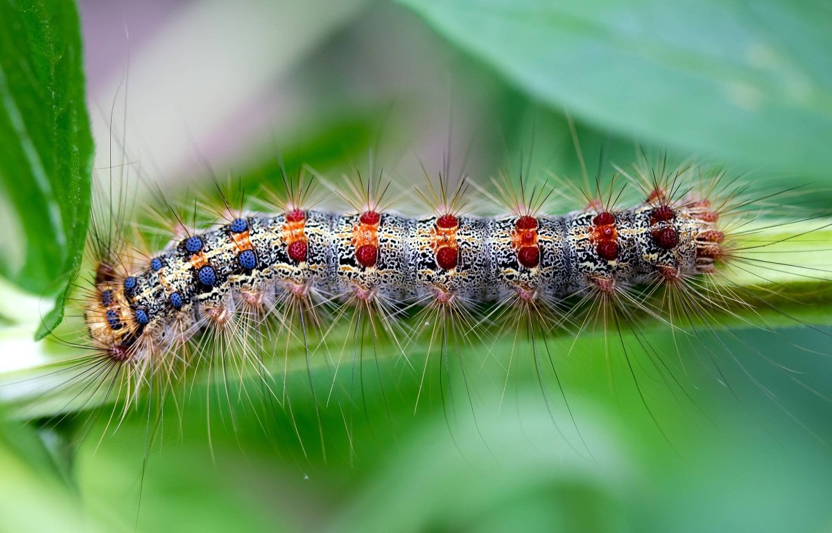 Сибирский коконопряд гусеница