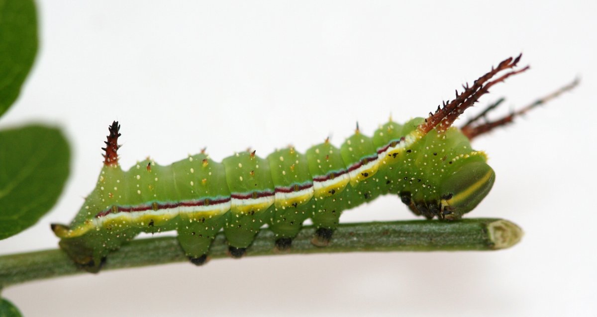 Зеленая гусеница капустница
