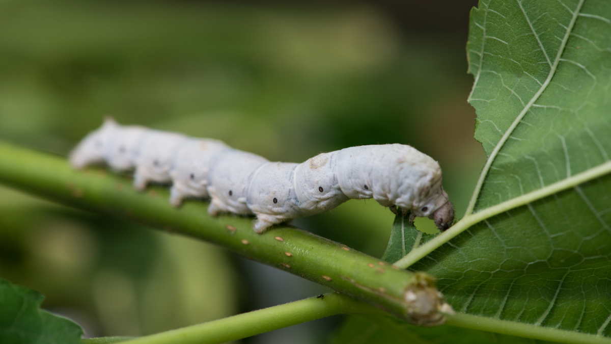 Гусеницы полифаги