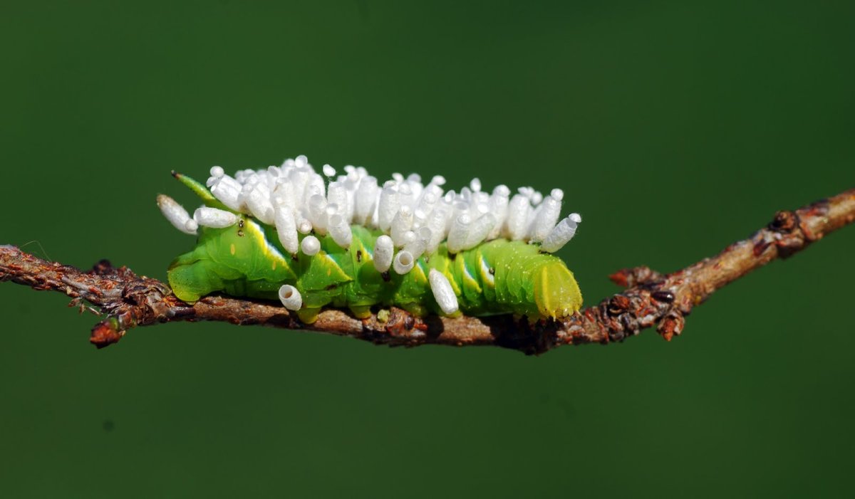 Наездник откладывает яйца в гусеницу