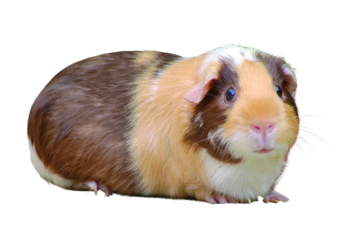 Морская Свинка на белом фоне