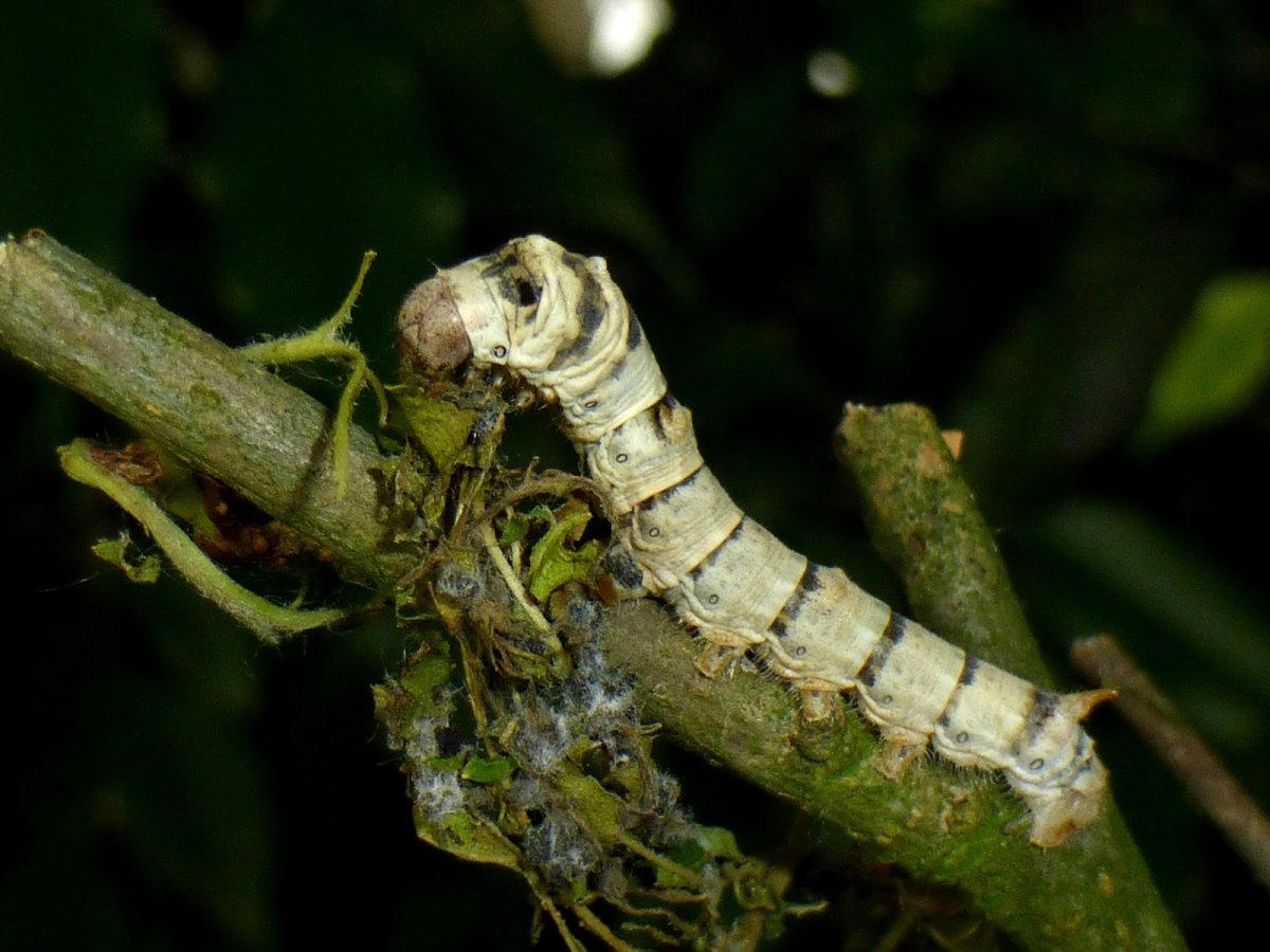 Тутовый шелкопряд что ест