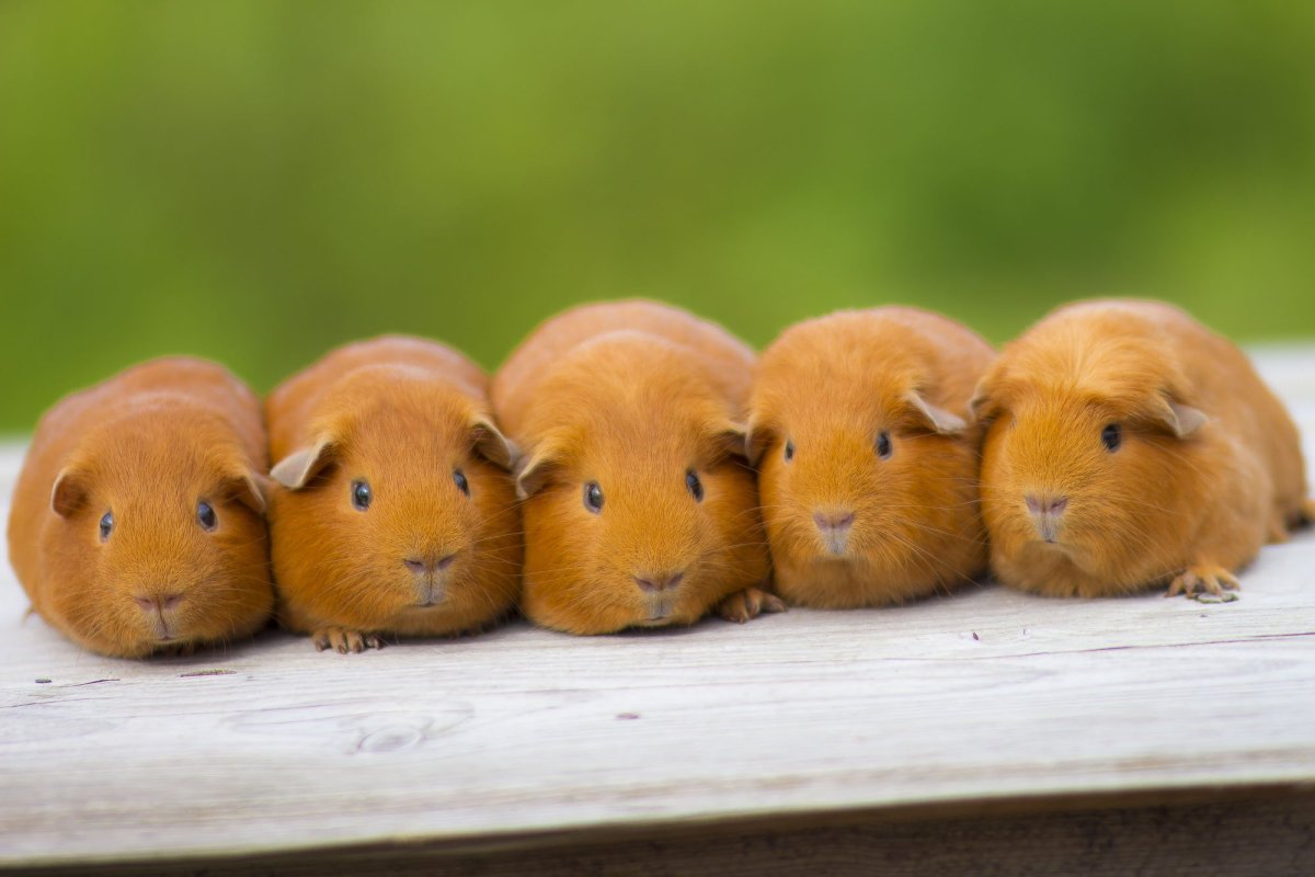 Золотой селф морская Свинка