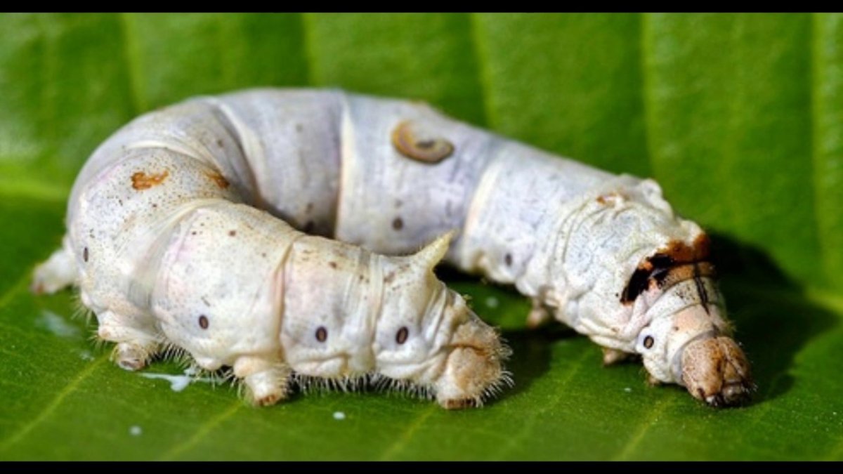 Тутовый шелкопряд червячок