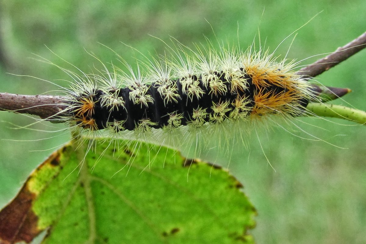 Гусеница моли павлиноглазки Saturniidae